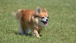 Vétérinaires, leur vie en direct