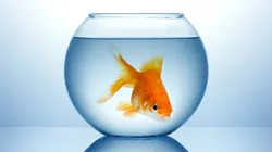 Vétérinaires, leur vie en direct