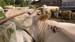 Vétérinaires, leur vie en direct