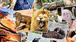 Vétérinaires, leur vie en direct