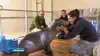 Vétérinaires, leur vie en direct S02E04 Un nouveau pensionnaire chez les hippopotames