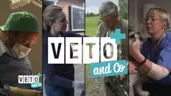 Visuel de Véto & Co