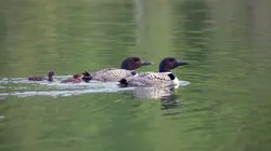 Visuel de Vie sauvage à la frontière canado-américaine