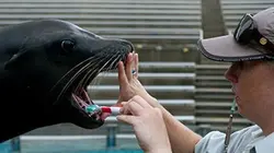 Sur Animaux à 22h15 : Vie sauvage à Taronga