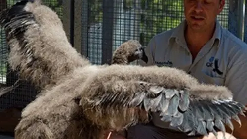 Vie sauvage à Taronga S01E08