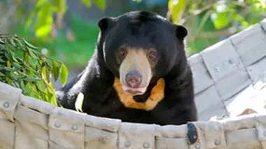 Vie sauvage à Taronga