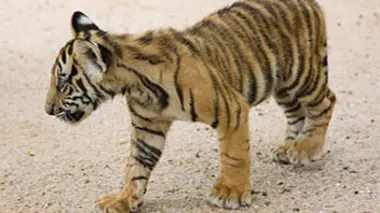 Vie sauvage à Taronga