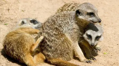 Vie sauvage à Taronga