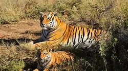 Sur Animaux à 22h40 : Vie sauvage à Taronga