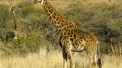 Sur Animaux à 21h51 : Vie sauvage à Taronga