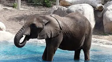 Vie sauvage à Taronga