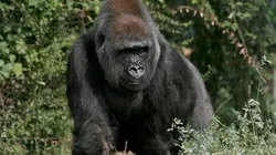 Sur Animaux à 21h20 : Vie sauvage à Taronga