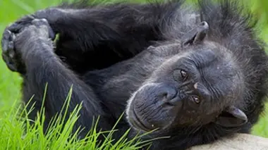 Vie sauvage à Taronga