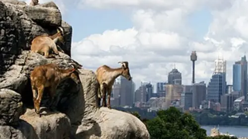 Vie sauvage à Taronga