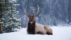 Vie sauvage à Yellowstone S01E02 Un printemps éprouvant