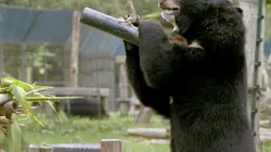 Viêtnam : au secours des ours noirs d'Asie