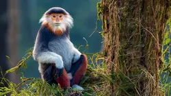 Vietnam, des ponts pour sauver les singes
