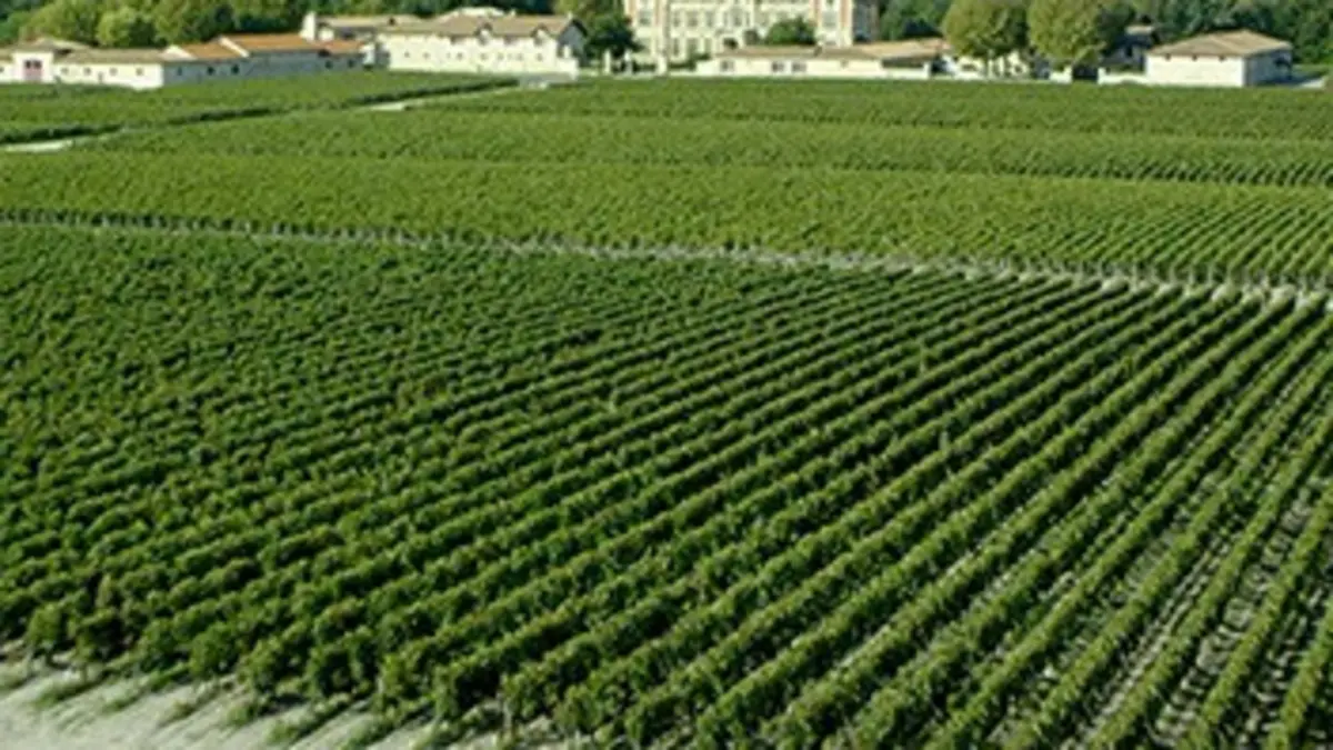 Vignoble bordelais, entre tradition et modernité