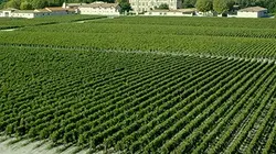 Visuel de Vignoble bordelais, entre tradition et modernité
