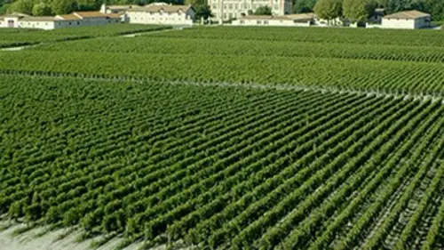 Vignoble bordelais, entre tradition et modernité