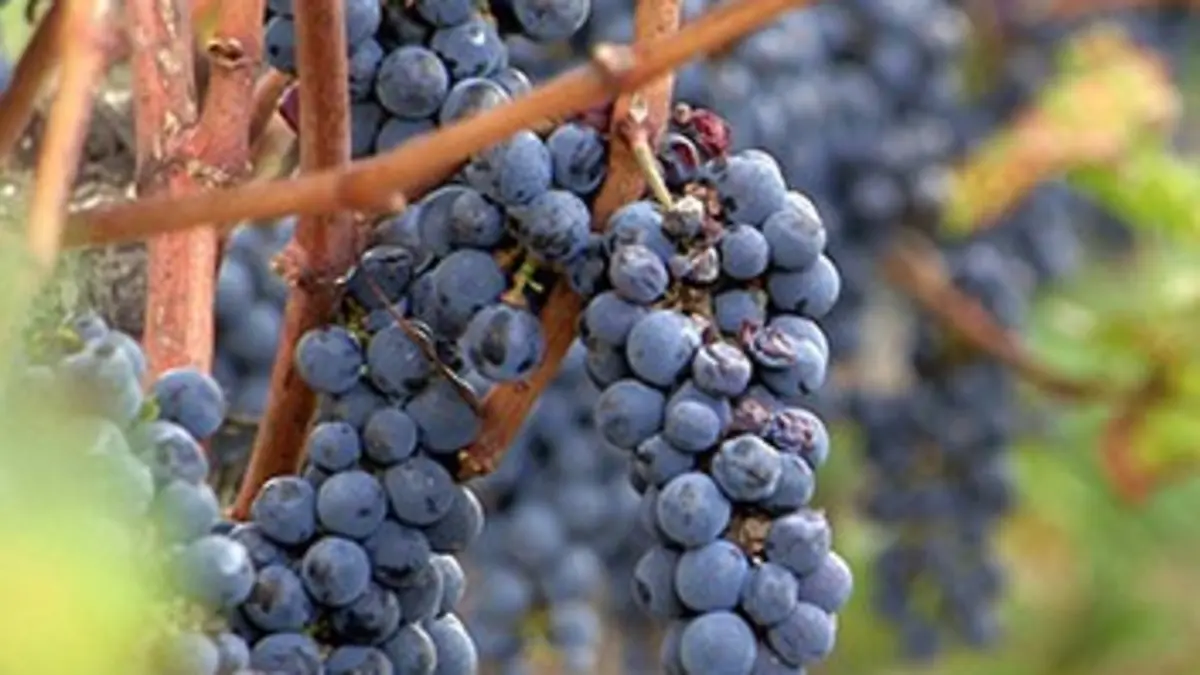 Vin français : la gueule de bois