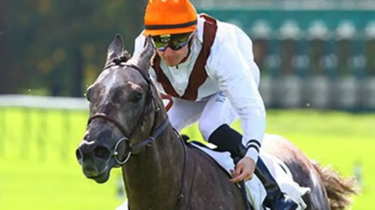 Vincent Cheminaud, au grand galop