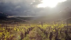 Visuel de Vino Business