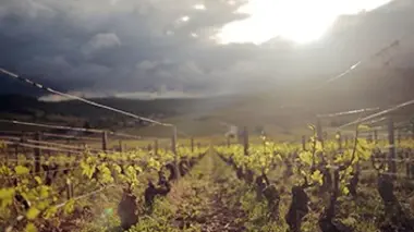 Vino Business