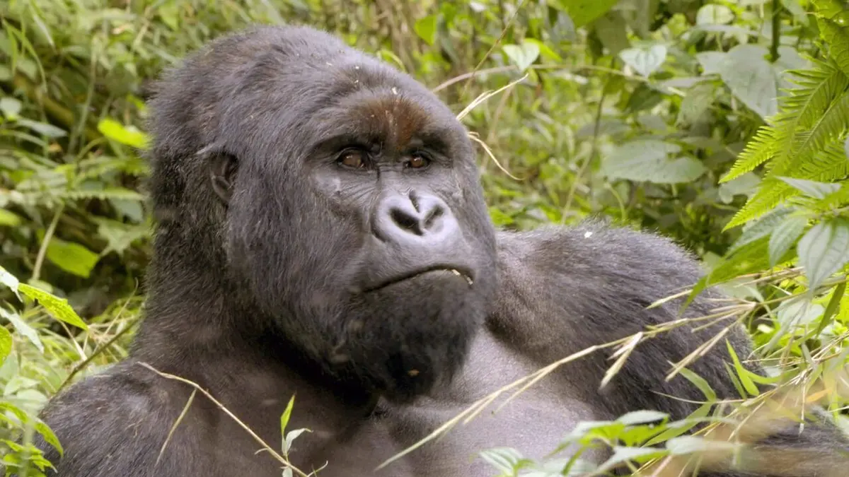 Virunga, les gorilles en péril