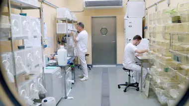Virus et épidémies : l'île-laboratoire