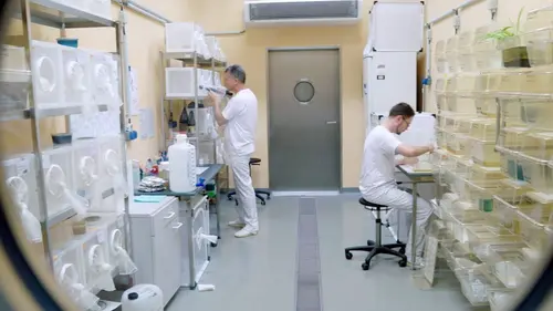 Virus et épidémies : l'île-laboratoire