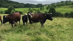 Virus : la menace invisible