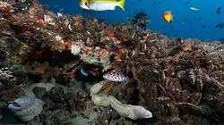 Visuel de Vitesse mortelle dans l'océan