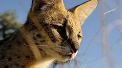 Visuel de Vitesse mortelle dans la forêt