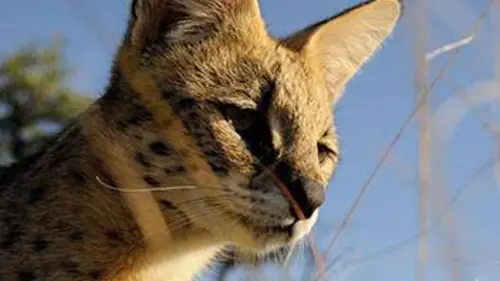 Casting Vitesse mortelle dans la forêt