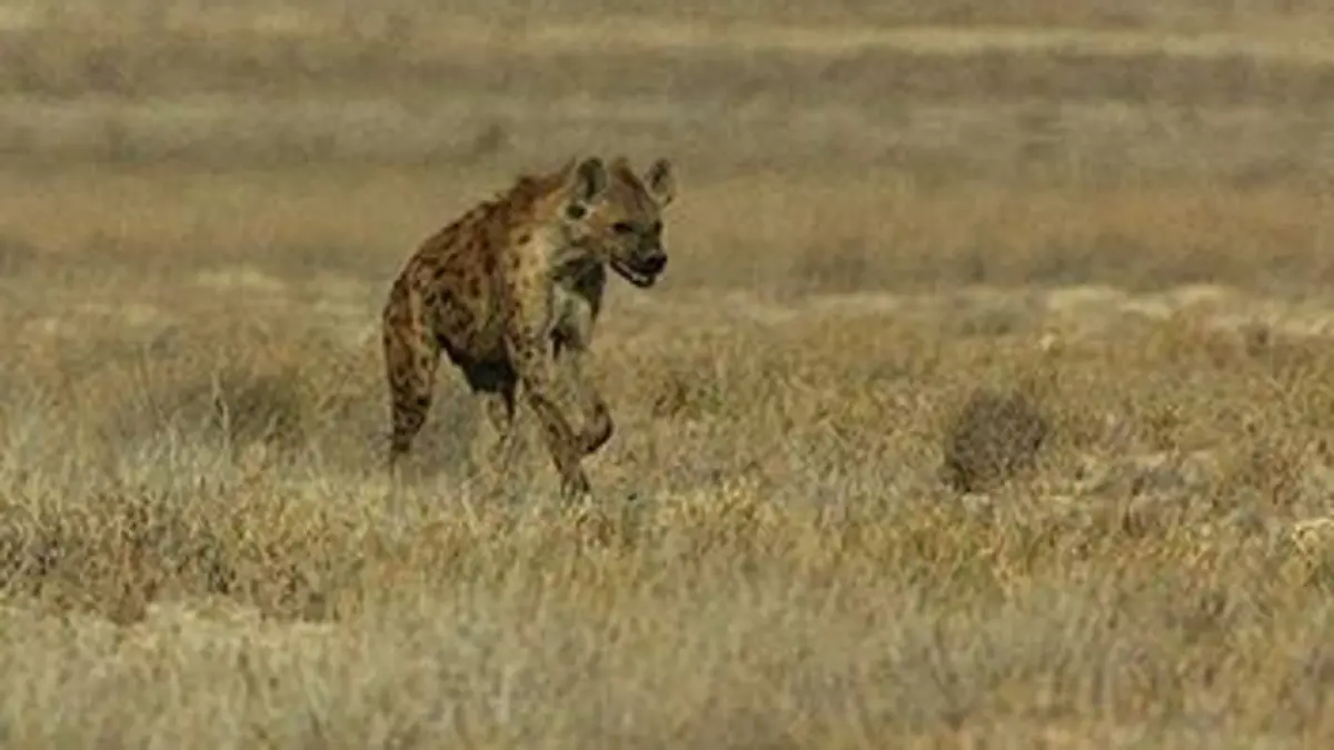 Vitesse mortelle dans le désert