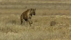 Visuel de Vitesse mortelle dans le désert