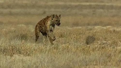 Vitesse mortelle dans le désert
