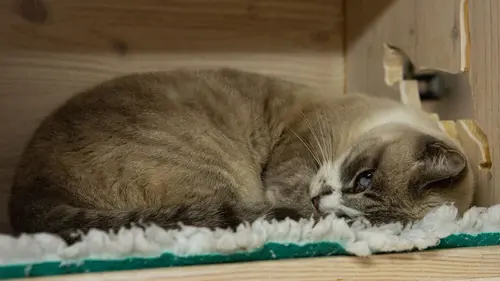 Vivants Phanee de Pool : devenir chat