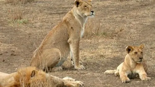 Vivre à l'état sauvage