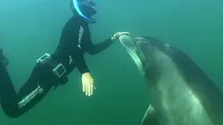 Visuel de Vivre avec l'animal