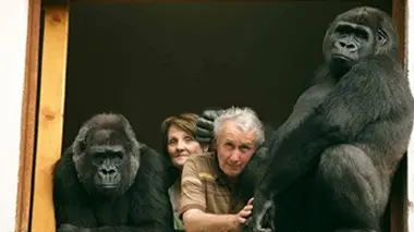 Deux gorilles à la maison