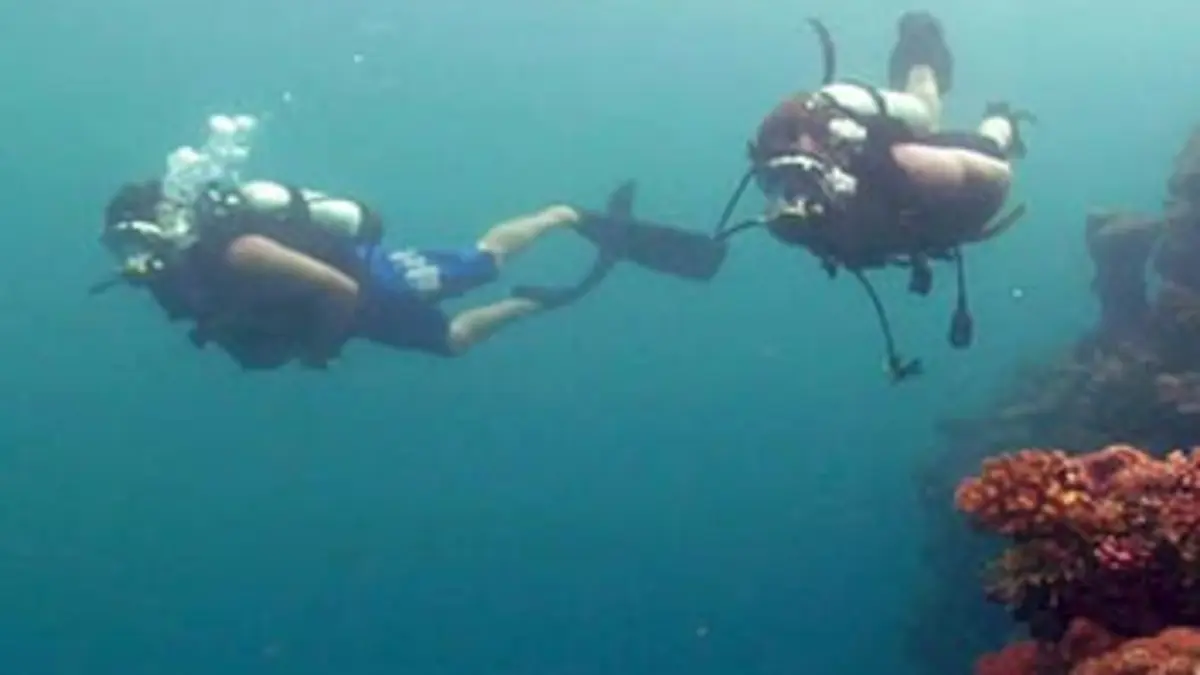 Vivre avec les requins