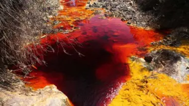 Créatures du sel et de l'acide