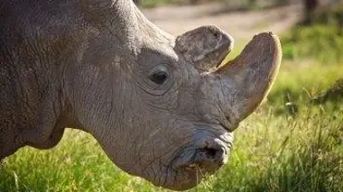 Le berceau de la vie