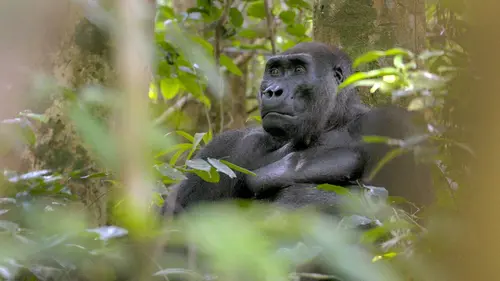 Vivre le long de l'équateur S01E05 Un danger imminent