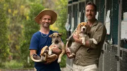 Vivre loin du monde Un sanctuaire canin à Koh Samui