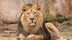 Visuel de Vivre parmi les lions