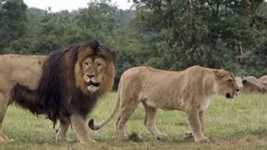 Vivre parmi les lions