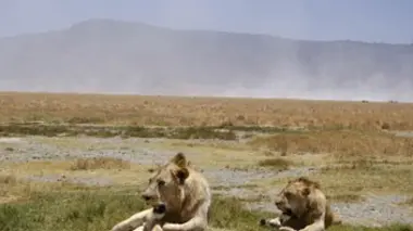 Vivre parmi les lions
